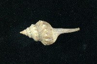 藏品(土豚拳螺)的圖片